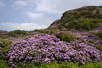Rhododendron bushes flowering, introduced to the UK and now invading moorland, growing wild in great abundance. Beddgelert, Gwynedd, North Wales, UK. June 2009
