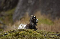 Feral Goat {Capra hircus} resting on mossy mound, Llanberis Pass, Snowdonia NP, Gwynedd, North Wales, UK.