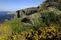 Gorse, Sea Campion and Spring Squill flowering on cliff tops at South Stack, Anglesey, North Wales, UK. April 2009