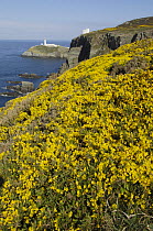 Gorse flowering on cliff tops at South Stack, Anglesey, North Wales, UK. April 2009