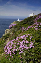 Thrift {Armeria maritima} flowering on cliff tops at South Stack, Anglesey, North Wales, UK. April 2009
