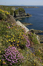 Clifftop with spring flowers looking to the Lleyn Peninsula, South Stack, Anglesey, North Wales, UK. May 2009