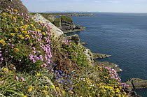 Clifftop with spring flowers looking to the Lleyn Peninsula, South Stack, Anglesey, North Wales, UK. May 2009