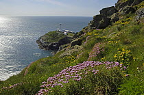 South Stack Lighthouse with flowers of Thrift {Armeria maritima} in foreground, Anglesey, North Wales, UK. May 2009
