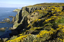 Gorse flowering on cliff tops at South Stack, Anglesey, North Wales, UK. April 2009