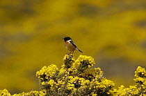 Stonecat (Saxicola rubicola) male perched on flowering Gorse bush, South Stack, Anglesey, North Wales, UK.