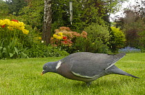 Wood Pigeon (Columba palumbus) feeding on lawn in a suburban garden, Rhos on Sea, North Wales, UK. April 2009