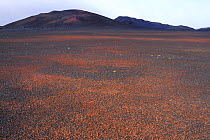 Red lava field in desert of central Iceland 2005