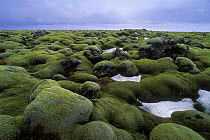 Moss covered rocks in lava field, central Iceland 2005