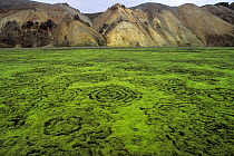 Moss carpet in Landmannalaugar highlands, central Iceland 2005