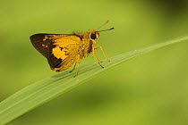 Skipper Butterfly (family Hesperiidae) in the wild in East Sepic Province, Papua New Guinea.