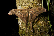 Hercules /Australian atlas moth (Coscinocera hercules) in the wild in Southern Highlands Province, Papua New Guinea.