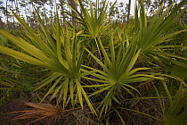 Saw Palmetto (Serenoa repens) growing in the Everglades National Park, Long Pine Key, Florida, USA.
