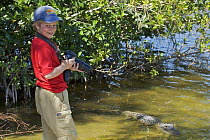 Russell Laman photographing an American Alligator (Alligator mississippiensis) Everglades National Park, Paurotis Pond, Florida, USA. Model released, April 2008