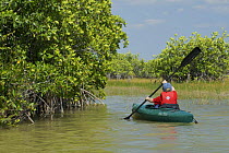 Russell Laman paddling through mangroves on the Nine Mile Pond Canoe Trail, Everglades National Park, Florida, USA. Model released. April 2008