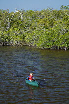 Russell Laman paddling his kayak in the mangroves along the Hell's Bay Canoe Trail, Everglades National Park, Florida, USA.