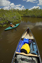 Russell Laman paddling a kayak through mangroves of the Hell's Bay Canoe Trail, Everglades National Park, Florida, USA, Model released, April 2008