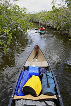 Russell Laman paddles his kayak through the mangrove channels of the Hell's Bay Canoe Trail, Everglades National Park, Florida, USA. Model released, April 2008