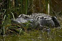 American Alligator (Alligator mississippiensis) sunning on the bank at Nine Mile Pond, Everglades National Park, Florida, USA.
