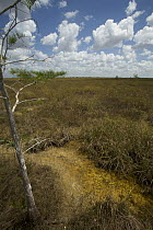 Shark River Slough, near Pay-hay-okee Overlook, Everglades National Park, Florida, USA. April 2008