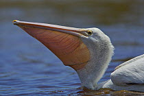 American White Pelican (Pelecanus erythrorhynchos) feeding in Mrazek Pond, Everglades National Park. Florida, USA.
