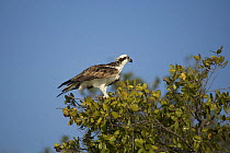 Osprey (Pandion haliaetus) perched in bush, Florida Bay, Everglades National Park, Florida, USA.