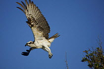 Osprey (Pandion haliaetus) flying from bush in mangroves, Florida Bay, Everglades National Park, Florida, USA.
