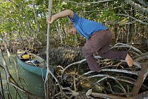 Russell Laman climbing on mangrove roots, Bradley Key, Florida Bay, Everglades National Park, Florida, USA. Model released, April 2008