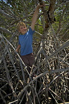 Russell Laman climbing on mangrove roots, Bradley Key, Florida Bay, Everglades National Park, Florida, USA. Model released, April 2008