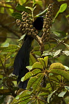 Male Huon Astrapia (Astrapia rothschildi) bird of paradise feeding in Shefflera tree, Huon Peninsula, Morobe Province, Papua New Guinea.