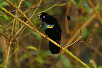Male Wahnes Parotia (Parotia wahnesi) bird of paradise in the YUS Conservation Area, Huon Peninsula, Morobe Province, Papua New Guinea, Endangered