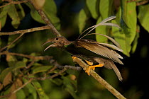 Wallace's Standardwing Bird of Paradise (Semioptera wallacei) male calling at display site in  rainforest canopy, Kali Batu Putih, Halmahera Island, North Moluccas, Indonesia.