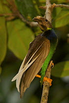 Wallace's Standardwing Bird of Paradise (Semioptera wallacei) male at display site in the rainforest canopy, Kali Batu Putih, Halmahera Island, North Moluccas, Indonesia.