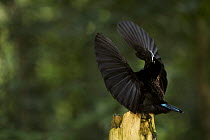 Male Victoria's Riflebird (Ptiloris victoriae) bird of paradise performing spread wing display to lure a female down to his perch. Atherton Tablelands, Wooroonooran National Park, Queensland, Australi...