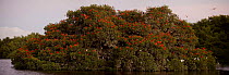 Large flock of Scarlet ibises {Eudocimus ruber} roosting in trees on a small mangrove island, Caroni Swamp, Caroni Bird Sanctuary, Trinidad.
