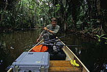 Photographer Tim Laman kayaking with photo equipment down Boom Creek, Belize. Bloodwood trees growing beside stream in mangrove swamp. Model released