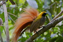 Goldie's Bird of Paradise (Paradisaea decora) male perched, Fergusson Island, Milne Bay Province, Papua New Guinea. Near-theatened
