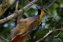 Goldie's Bird of Paradise (Paradisaea decora) male arranging twigs in display area, Fergusson Island, Milne Bay Province, Papua New Guinea. Near-threatened