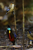 Wilson's Bird of Paradise (Cicinnurus respublica) male and two females in display court, Batanta Island, Papua, Indonesia. Near-threatened.