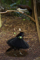 Male Western Parotia (Parotia sefilata) bird of paradise displaying to female at lek display site, Arfak Mountains, Papua, Indonesia.