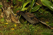 A young male Brown Sicklebill (Epimachus meyeri) bird of paradise, foraging on the ground for insects, Southwestern slopes of Mt. Hagen, Enga Province, Papua New Guinea.