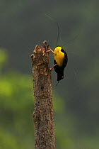 Adult male Twelve-wired Bird of Paradise (Seleucidis melanoleuca) on his display pole in the swamp forest along the Karawari River, East Sepik Province, Papua New Guinea.