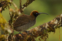 Female Brown Sicklebill Bird of Paradise (Epimachus meyeri) in the vicinity of Mt. Hagen, Enga Province, Papua New Guinea.
