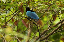 Male Blue Bird of Paradise (Paradisaea rudolphi) foraging for fruits in a fruiting tree crown, Crater Mountain Wildlife Management Area, Eastern Highlands Province, Papua New Guinea. Vulnerable.
