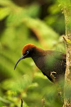 Female Brown Sicklebill (Epimachus meyeri) bird of paradise perched, in the vicinity of Mt. Hagen, Enga Province, Papua New Guinea.
