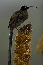 Young male Brown Sicklebill (Epimachus meyeri) bird of paradise perched, in the vicinity of Mt. Hagen, Enga Province, Papua New Guinea.