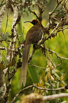 Female Brown Sicklebill (Epimachus meyeri) bird of paradise in the vicinity of Mt. Hagen, Enga Province, Papua New Guinea.