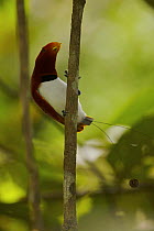 Male King Bird of Paradise (Cicinnurus regius) on his display vine in the rainforest canopy, in the vicinity of the Karawari River, East Sepik Province, Papua New Guinea.