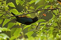 Blue Bird of Paradise (Paradisaea rudolphi) female foraging in rainforest canopy in the vicinity of the Tari Valley, Southern Highlands Province, Papua New Guinea.