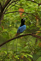 Blue Bird of Paradise (Paradisaea rudolphi) male calling in the vicinity of the Tari Valley, Southern Highlands Province, Papua New Guinea.